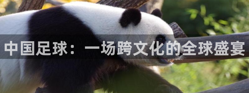 中国足球：一场跨文化的全球盛宴